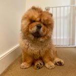 Profile Picture of Freddie Theodore The Great (@freddie_the_chow) on Instagram