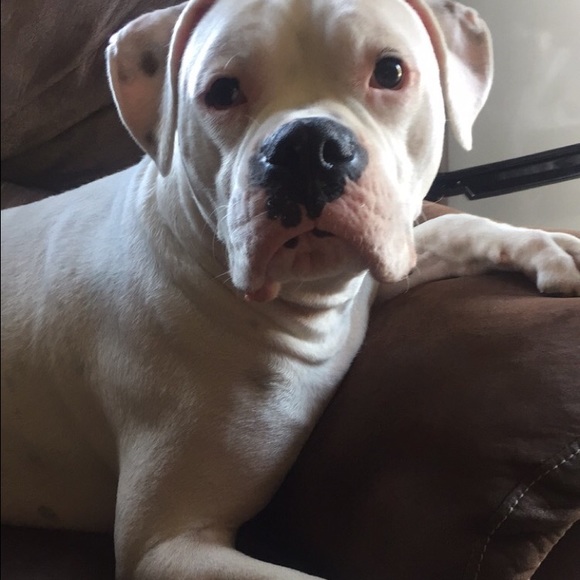 Profile Picture of Ashley Bassel (@abazz06) on Poshmark