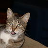 Profile Picture of B Watson (@mrbeags52) on Flickr