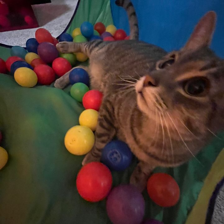 Profile Picture of Aaron Berez (@aaron_berez) on Tiktok