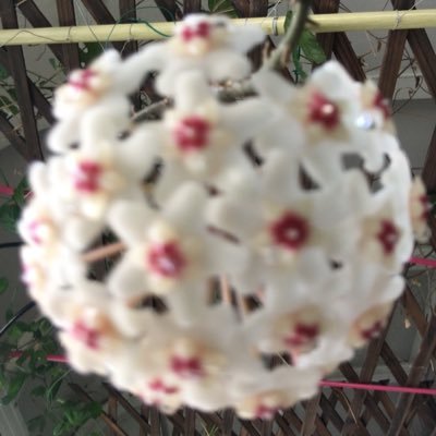 Profile Picture of Elisa CHANG (@ElisaCH26835542) on Twitter
