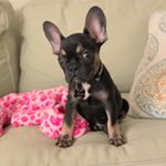 Profile Picture of Mac McGrath The Frenchie (@squishyfacemac) on Instagram