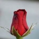 Profile Picture of Shirley Siebert (@ssieb23963) on Instagram