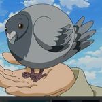 Profile Picture of coryhaims (@_pigeon_h_) on Instagram