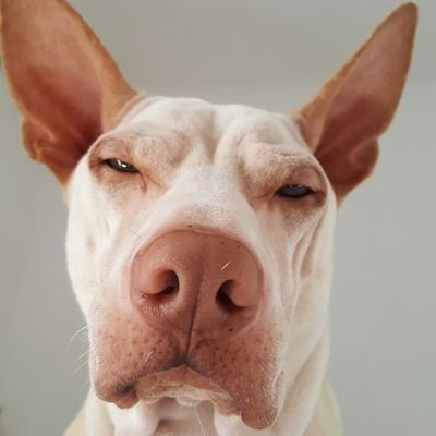 Profile Picture of Mui Mui (@Anthony08212823) on Twitter