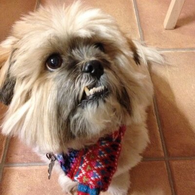 Profile Picture of Lindsay Souter (@Ljs1203Lindsay) on Twitter