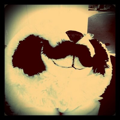 Profile Picture of Alice Hutchison (@AliceStellaBee) on Twitter