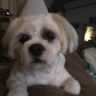 Profile Picture of Kim Schmidt (@SchmidtK88) on Twitter