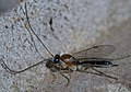 Profile Picture of Mesochoruson Wikipedia