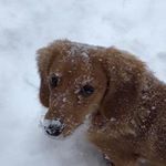 Profile Picture of Kim Gruenwald (@jakegeohound) on Instagram