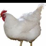 Profile Picture of Craig Mckelvie (@craig_mckelvie1872) on Instagram