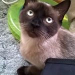 Profile Picture of Charlie (@mccool_is_me) on Instagram