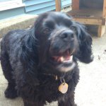 Profile Picture of Ginny Amber Casey (@ginnythadog) on Instagram