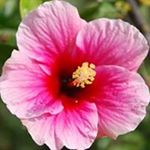 Profile Picture of Anuradha Narayanan (@cplemat) on Instagram