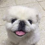 Profile Picture of Hello, I am Bun Bun (@bun_bun_wong) on Instagram