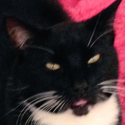 Profile Picture of Jerry Prestedge (@Toby1canobe) on Twitter