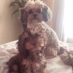Profile Picture of Penelope & Duncan (@penelope_and_duncan) on Instagram