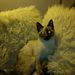 Profile Picture of Daniel Viaud (@danielv4540) on Pinterest