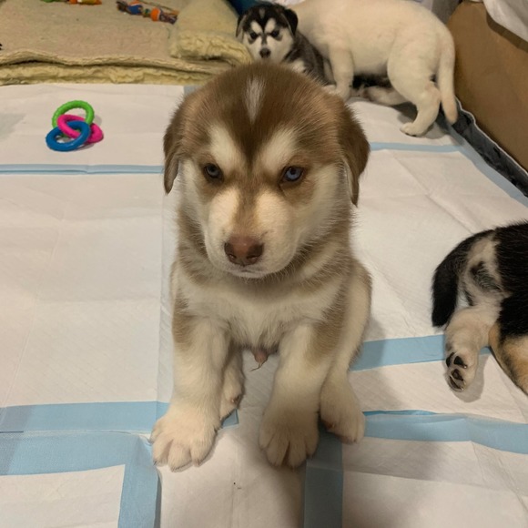 Profile Picture of Donna Broaddus (@dlb068958) on Poshmark