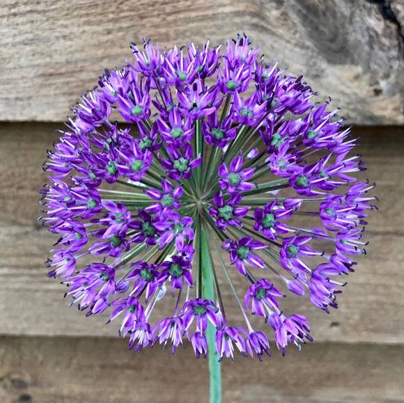 Profile Picture of Saydee Phillips-springall (@saydeephilli748) on Poshmark