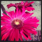 Profile Picture of Lindsey Mccomber (@linzo45) on Instagram