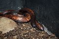 Profile Picture of Calabar pythonon Wikipedia