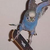 Profile Picture of Hunter Walters (@alphadogbtdnv9998) on Youtube