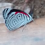 Profile Picture of Rigoberto Acuña (@rigoberto.acuna.1291) on Facebook