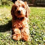 Profile Picture of Hazel Graham (@hazel_the_redcockapoo) on Instagram