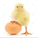 Profile Picture of دستگاه جوجه کشی ساوالان جوجه (@savalanjooje) on Instagram