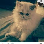 Profile Picture of lepicard steve (@lepicardsteve) on Instagram