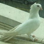 Profile Picture of YiTing Wang (@et_cats) on Instagram