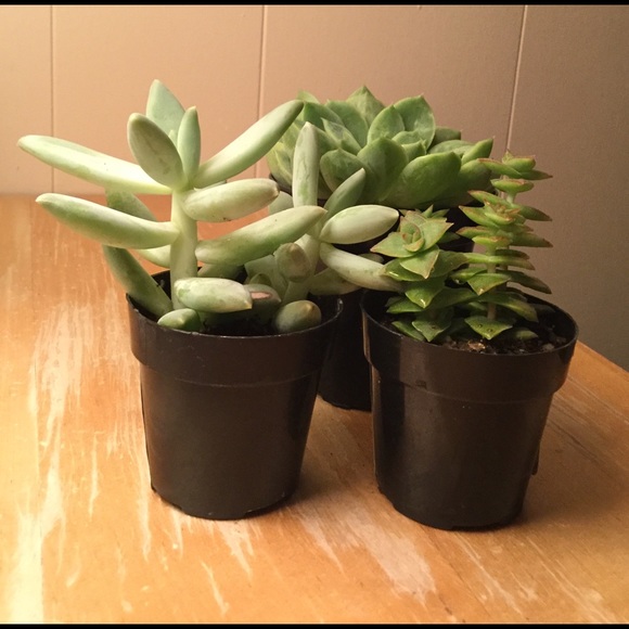 Profile Picture of Jenny Prine (@jennyprine) on Poshmark