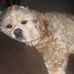 Profile Picture of Shelly Walsh (@shelly.walsh.71) on Facebook