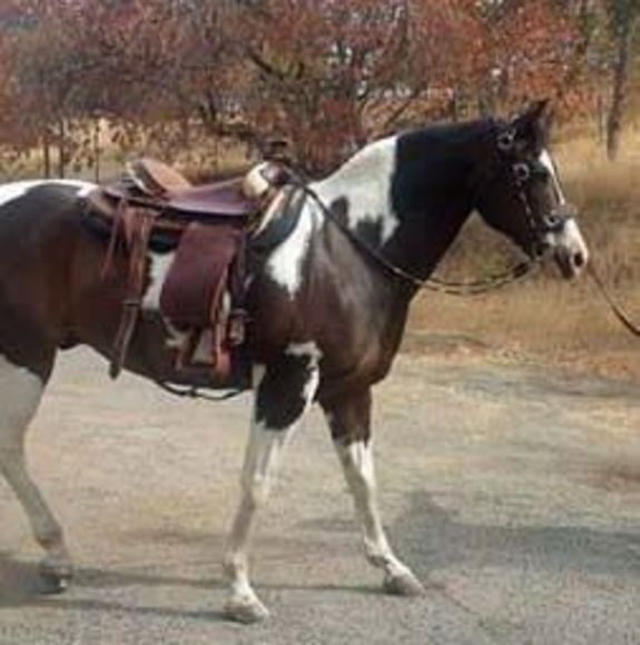 Profile Picture of Catherine Mesa (@equestricat) on Poshmark
