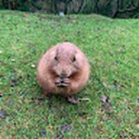 Profile Picture of Steven Pow (@steven-pow-3) on Quora