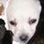 Profile Picture of Lynn Bray (@braytor31) on Flickr