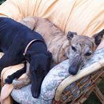 Profile Picture of kiki and hoagy (@kiki.and.hoagy) on Instagram