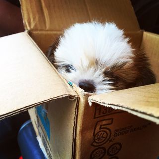 Profile Picture of Leo The Shih-tzu 🐶 (@theleodoggy) on Instagram