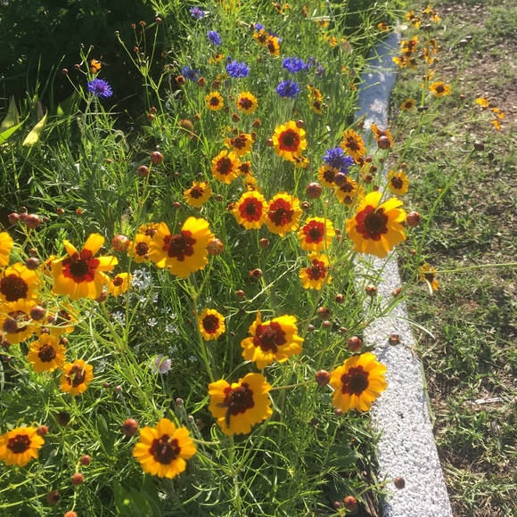 Profile Picture of Mary Curphey (@wellnighnew) on Poshmark