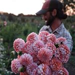 Profile Picture of Michael Genovese (@summerdreamsfarm) on Instagram