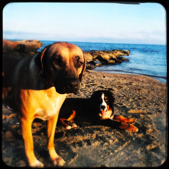 Profile Picture of Stephanie Carl (@oceandogs) on Poshmark