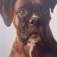 Profile Picture of Dan Ziebell (@dan_ziebell) on Twitter