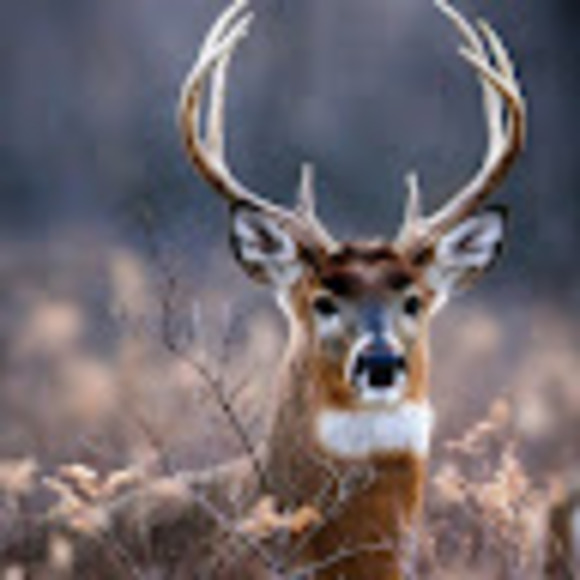 Kyle Terotta - Poshmark Profile Picture of Kyle Terotta (@kylehammer3030) on Poshmark