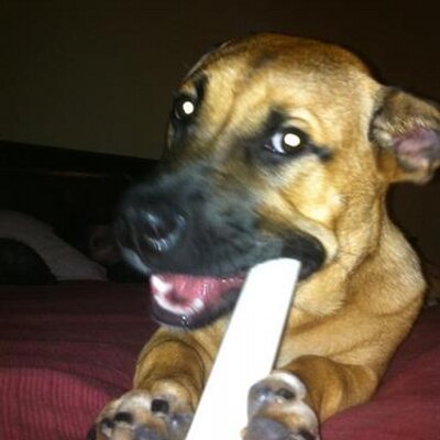 Profile Picture of Joel Adler (@JoelCoast) on Twitter