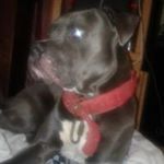 William Lodge - Instagram Profile Picture of William Lodge (@vwloverdodge) on Instagram