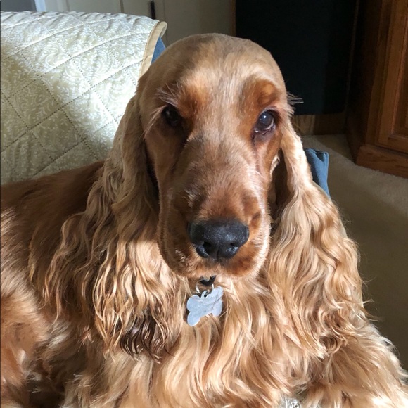 Profile Picture of Cindy Cutforth (@cacotter1) on Poshmark