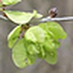 Elisabeth Wilinski - Flickr Profile Picture of Elisabeth Wilinski (@e.wilinski) on Flickr