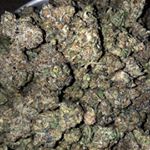 Profile Picture of Luom Jenifer (@baileyjr.frankie) on Instagram