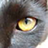 Profile Picture of J-Lim (@J-Lim) on Flickr